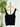 Z Supply Luxe Dot Tank in Black-240 Loungewear/Intimates-Little Bird Boutique