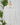 Beach Lunch Lounge Bells Shirt in White