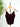 Nikibiki Textured Lace Cami in Raisin-121 - Jersey Tops F/W (June - Nov)-Little Bird Boutique