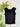 Liverpool Flutter Sleeve Top w/Ties in Black-112 - Woven Top S/S (Dec - May)-Little Bird Boutique