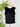 Liverpool Flutter Sleeve Top w/Ties in Black-112 - Woven Top S/S (Dec - May)-Little Bird Boutique