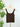Nikibiki Floral Textured Lace Tank in Coffee Bean-122 - Jersey Tops S/S (Dec - May)-Little Bird Boutique