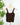 Nikibiki Lace V Neck Top in Coffee Bean-122 - Jersey Tops S/S (Dec - May)-Little Bird Boutique