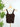 Nikibiki Lace V Neck Top in Coffee Bean-122 - Jersey Tops S/S (Dec - May)-Little Bird Boutique