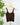 Nikibiki Lace V Neck Top in Coffee Bean-122 - Jersey Tops S/S (Dec - May)-Little Bird Boutique