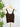 Nikibiki Lace V Neck Top in Coffee Bean-122 - Jersey Tops S/S (Dec - May)-Little Bird Boutique