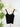 Nikibiki Lace V Neck Top in Black-122 - Jersey Tops S/S (Dec - May)-Little Bird Boutique