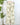 Z Supply Overlook Tiki Tide Linen Pants in Island Coconut-220 Pants-Little Bird Boutique