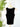 Kut from the Kloth Anastasia Tank in Black-121 - Jersey Tops F/W (June - Nov)-Little Bird Boutique